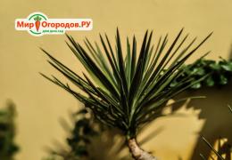 Описание и особенности разведения пальмы юкка в домашних условиях Как ухаживать за юкой