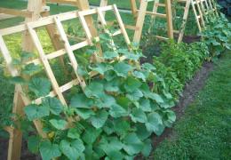 Doğaçlama araçlar kullanarak salatalık için kendin yap kafes Açık alanda salatalık için kendin yap kafes