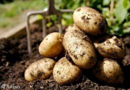Quando desenterrar batatas de acordo com o calendário lunar